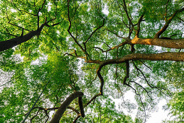 istock Green natural background of Camphor trees 506338340