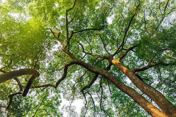 istock Green natural background of Camphor trees 506338524