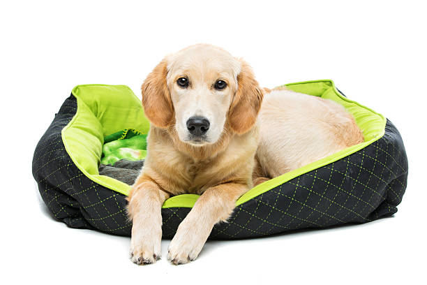 Young beautiul golden retriever dog lying on green puppy pillow. Isolated over white background. Copy space.