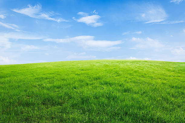 istock Field of green grass and blue sky 506338838