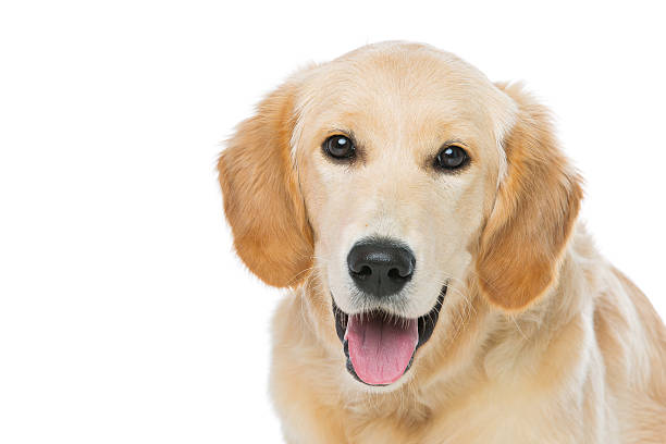 istock Young beautiul golden retriever dog 506338856