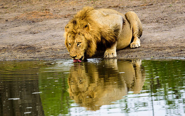 istock Male Lion with a stunning reflection ,drinking from a waterhole 506338936