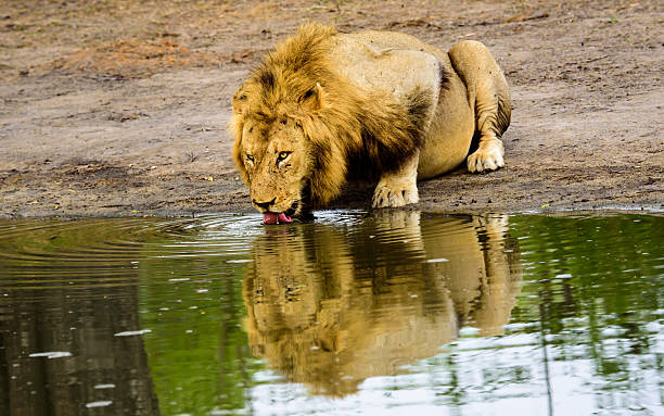 Male Lion with a stunning reflection ,drinking from a waterhole stock photo