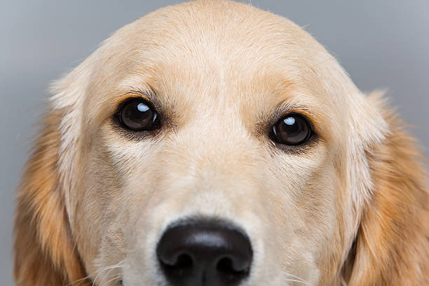 istock Young beautiul golden retriever dog 506338996