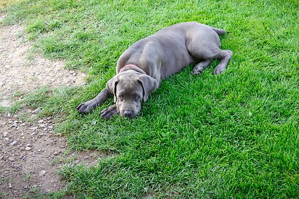 istock Cane corso puppet lying on a fresh lawn looking tired 506339152