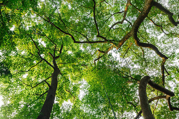 istock Green natural background of Camphor trees 506339690