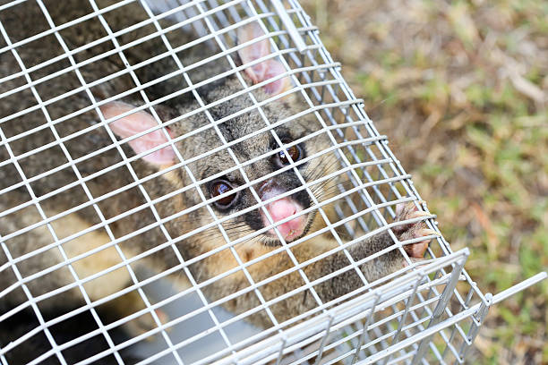 istock Possum Caught In a Trap 506340218