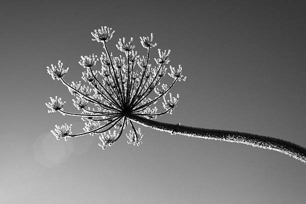 istock black and white cow parsnip 506340586