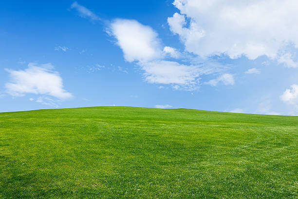 istock Field of green grass and blue sky 506340786