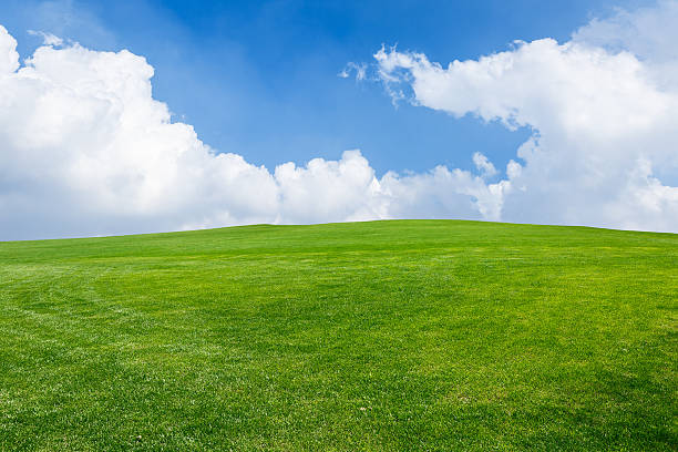 istock Field of green grass and blue sky 506341098