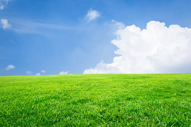 istock Field of green grass and blue sky 506341478