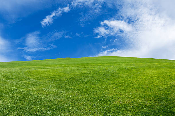 istock Field of green grass and blue sky 506342200