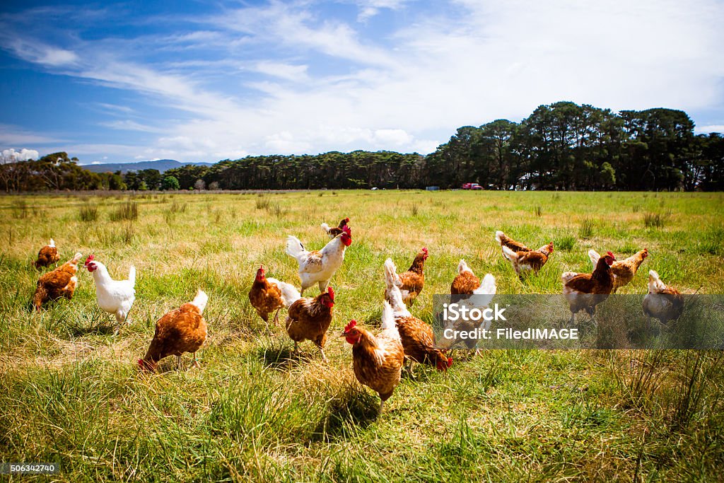 Poulets dans un champ - Photo de Poulet - Volaille domestique libre de droits