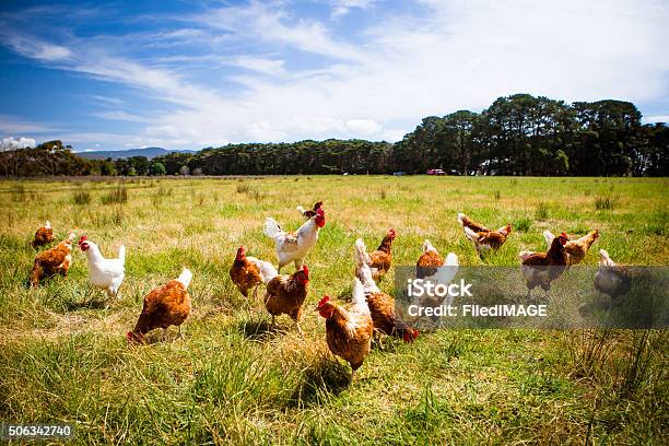 Chickens In A Field Stock Photo - Download Image Now - Chicken - Bird, Farm, Hen