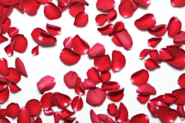 istock Beautiful red roses petals  on white background. Valentine's Day 506343414