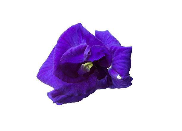 istock Butterfly Pea isolated on white background 506343608