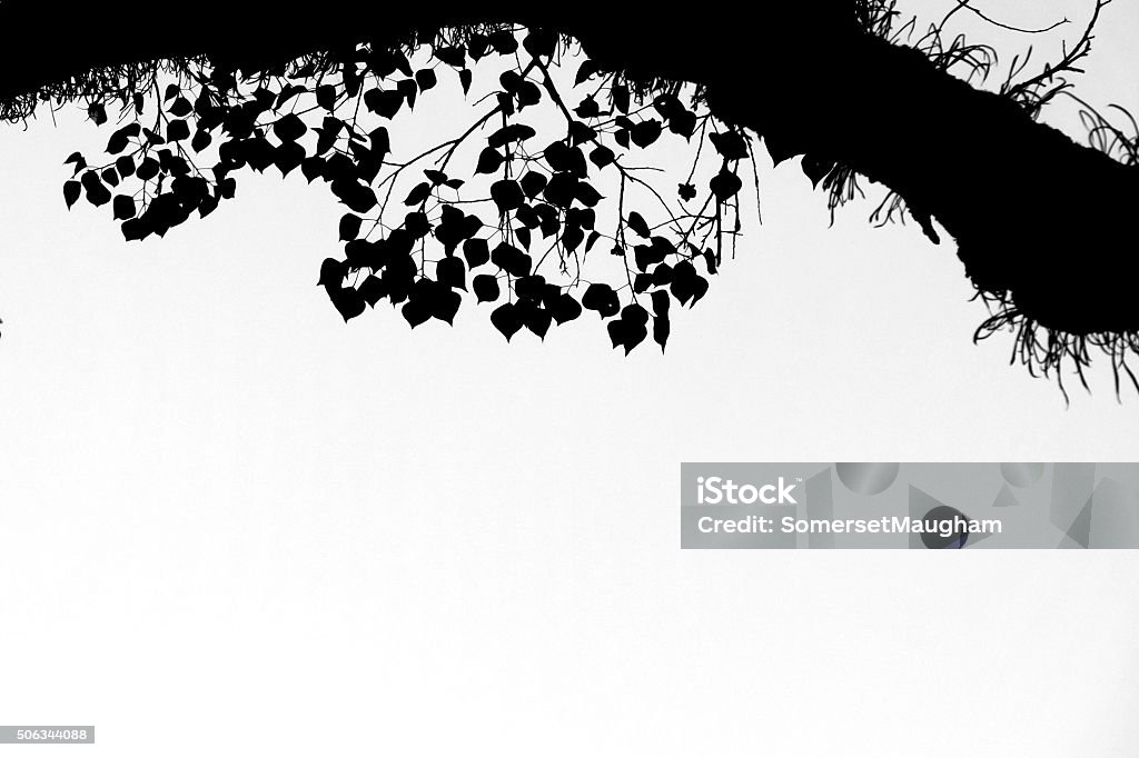 Boghi Tree Silhouette of Bodhi Tree. Back Lit Stock Photo