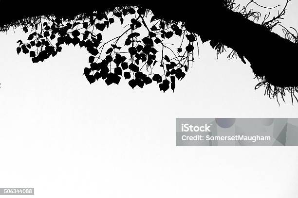 Boghi Tree Stock Photo - Download Image Now - Back Lit, Beauty In Nature, Black And White