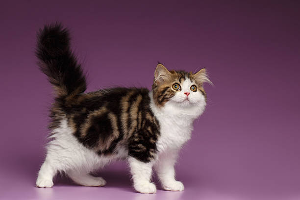 istock Cute Tabby Scottish straight Kitten Walk on Purple 506344094