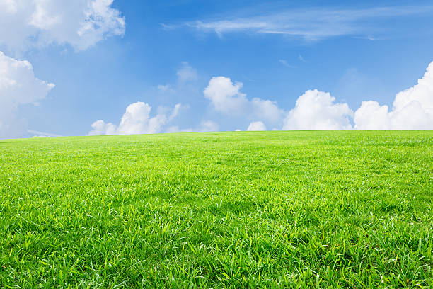 istock Field of green grass and blue sky 506344286