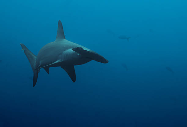istock Close up of hammerhead shark in the deep blue 506344448