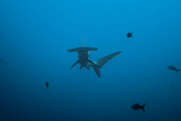istock Front view of hammerhead shark in 506344478