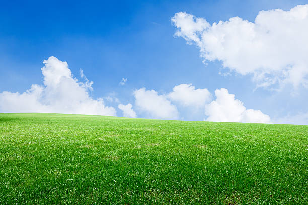 istock Field of green grass and blue sky 506344576