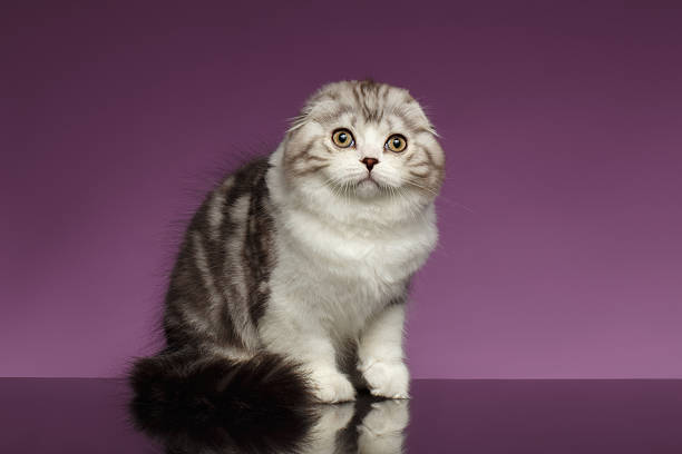 istock White Tabby Scottish Fold Kitten Sits on Purple 506344948