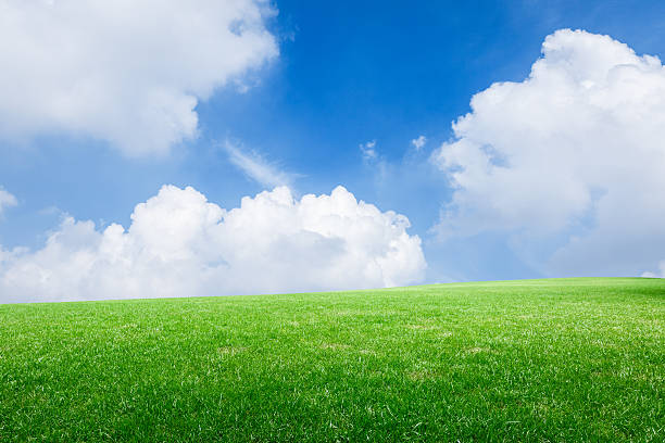 istock Field of green grass and blue sky 506344968