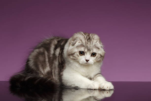 istock White Tabby Scottish Fold Kitten Playing on Purple 506345024