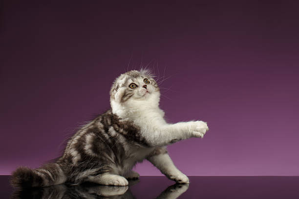 istock White Tabby Scottish Fold Kitten Sits and Raising up Paw 506345396