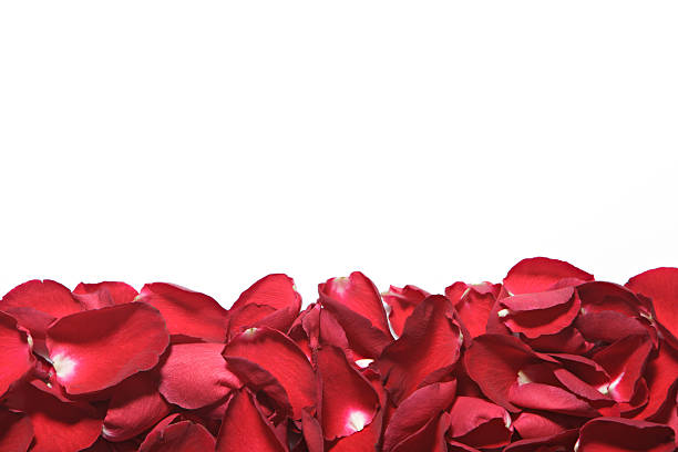 istock Beautiful red roses petals  on white background. Valentine's Day 506345420