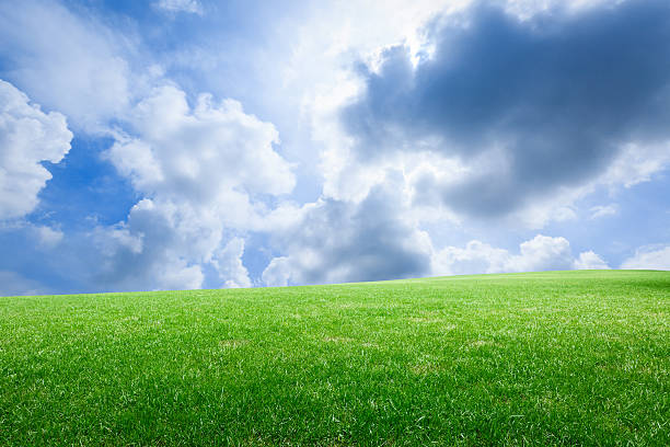 istock Field of green grass and blue sky 506345532