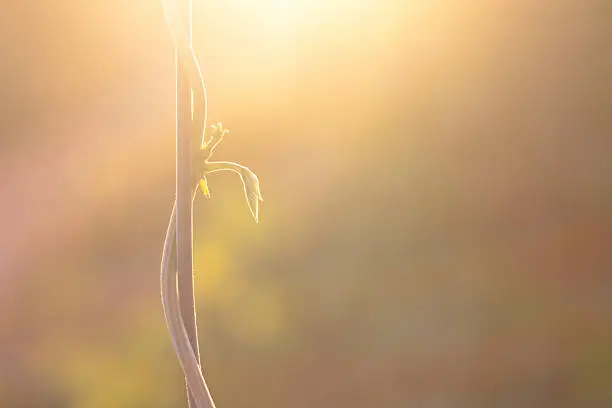 Photo of green leaf on sunrise , The soft leaves