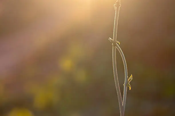 Photo of green leaf on sunrise , The soft leaves