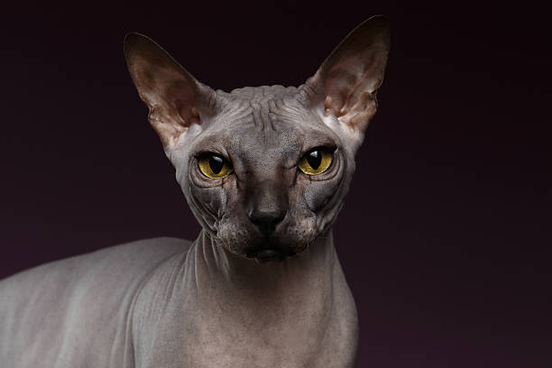 istock Closeup Sphynx Cat Looking in camera on purple 506346330