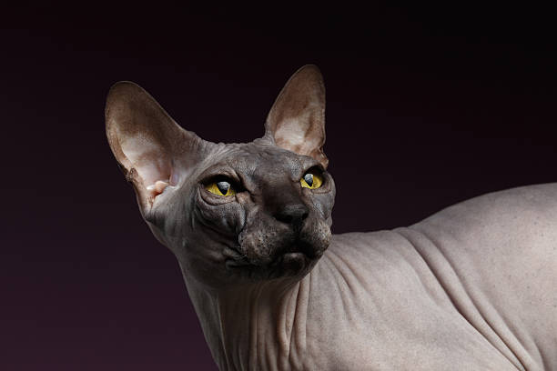 istock Closeup Sphynx Cat Looking back on purple 506346406