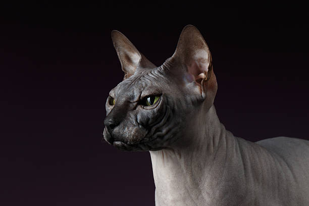 istock Closeup Sphynx Cat Looking forward on purple 506346490
