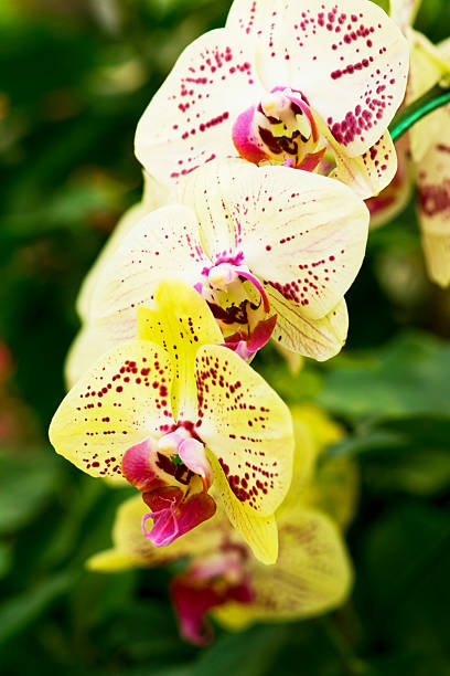 istock Yellow orchid, Beautiful Paphiopedilum 506346536