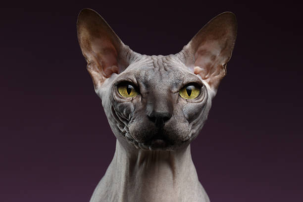 istock Closeup Sphynx Cat Looking in camera on purple 506346632