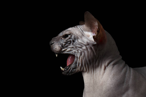 istock Closeup Sphynx Cat Hisses on black 506346726