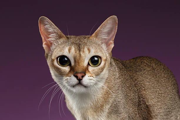 Closeup Singapura Cat Looking in Camera on purple Closeup Singapura Cat Looking in Camera on purple background hissing photos stock pictures, royalty-free photos & images