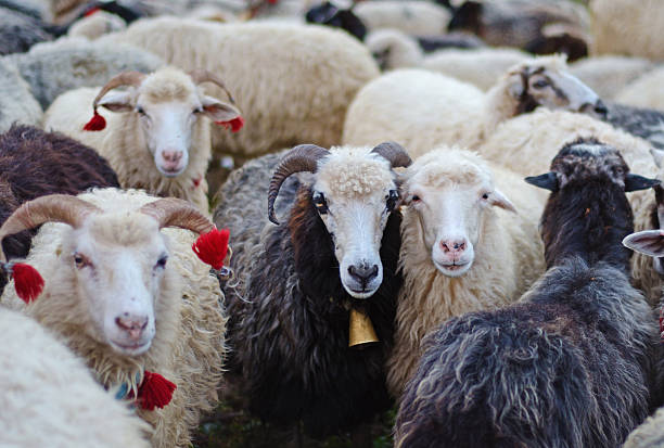 istock Cute sheep in the herd 506349200
