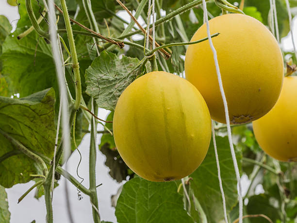istock Yellow Cantaloupe melons growing in a greenhouse 506349708