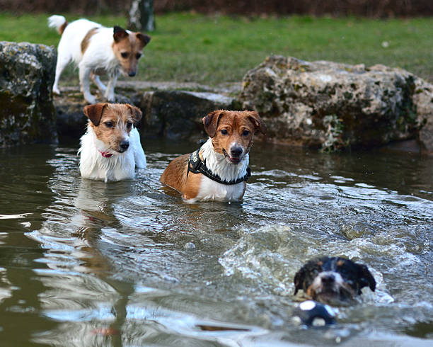 istock Jack Russel Terriers swimming and in a pond 506351172