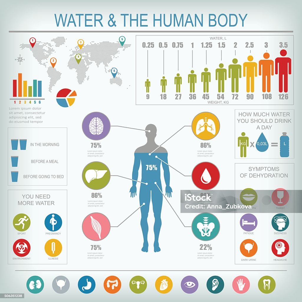 De l'eau et corps humain infographie - clipart vectoriel de Corps humain libre de droits