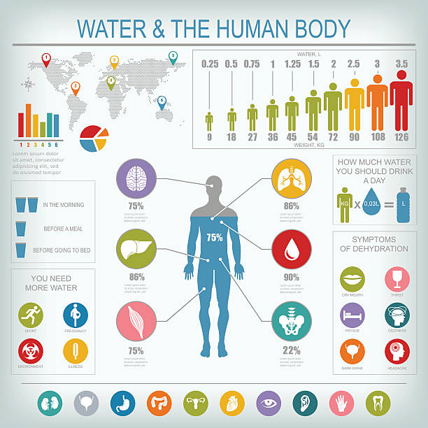 Water and human body infographic Water and human body infographic. Useful information about water. Concept of healthy lifestyle. Drink more water. Vector image. thirst quenching stock illustrations