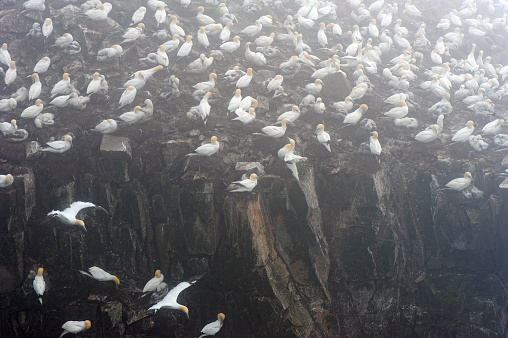 Cape St Mary's ecological reserve  is located at the tip of the Avalon Peninsula in Newfoundland and is on of the most spectacular  seabird colonies in North America.