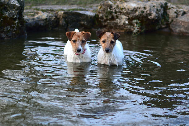 istock Jack Russel Terriers standing in a pond 506351692