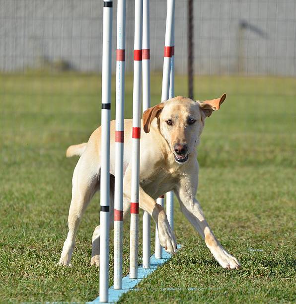 istock Yellow Labrador Retriever at Dog Agility Trial 506352358